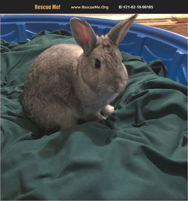 ADOPT 21021800185 Rabbit Rescue Littlestown, PA