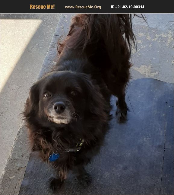 ADOPT 21021900314 Cocker Spaniel Rescue Scottsboro, AL