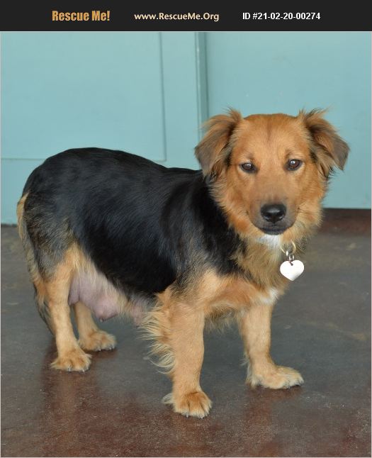 ADOPT 21022000274 Australian Shepherd Rescue San Antonio, TX