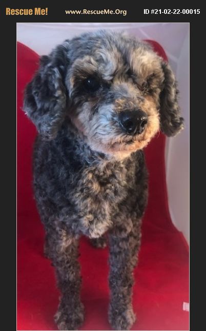 ADOPT 21022200015 ~ Poodle Rescue ~ Dallas, TX