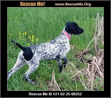 - South Carolina German Shorthaired Pointer Rescue - ADOPTIONS - Rescue Me!