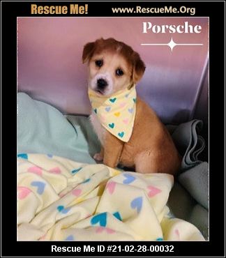 North Carolina Golden Retriever Rescue Adoptions Rescue Me