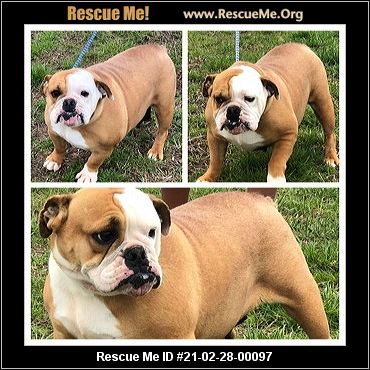 Oklahoma Bulldog Rescue Adoptions Rescue Me