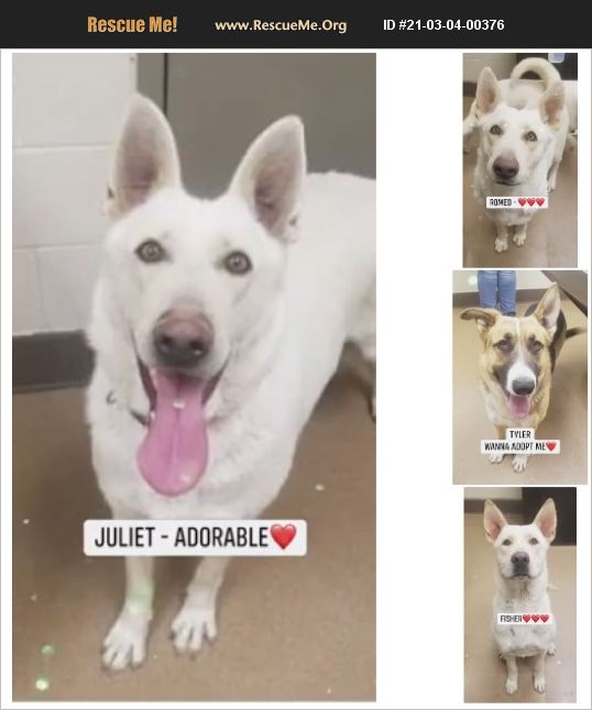 ADOPT 21030400376 German Shepherd Rescue Apple Valley, CA