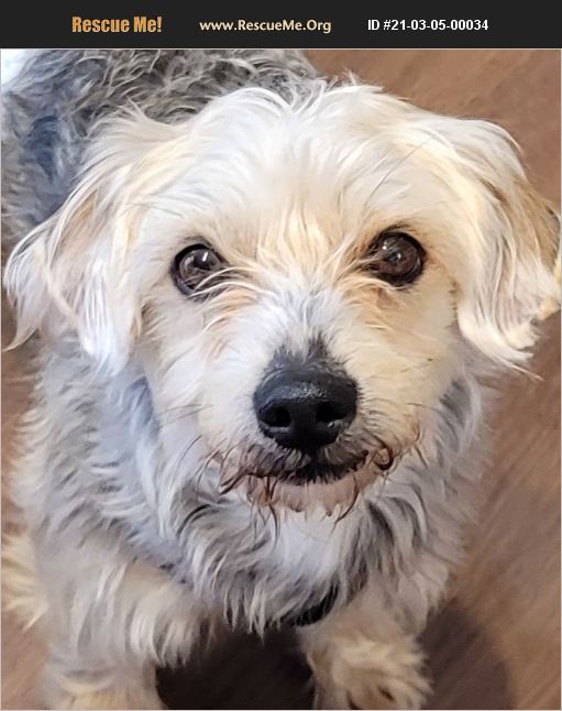 ADOPT 21030500034 Yorkie Rescue Lebanon, PA