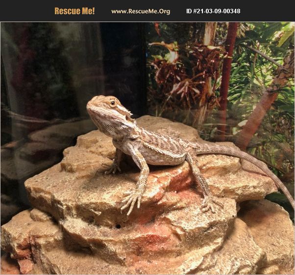 ADOPT 21030900348 Reptile/Amphibian Rescue Bronx, NY