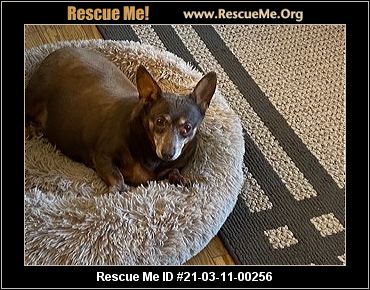  Alabama Chihuahua Rescue  ADOPTIONS  Rescue Me!