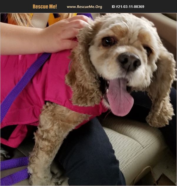 ADOPT 21031100369 Cocker Spaniel Rescue Lafayette, LA