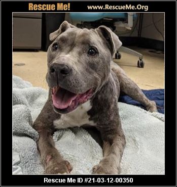 - California American Staffordshire Terrier Rescue - Adoptions - Rescue Me!