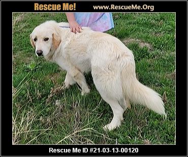 Washington Golden Retriever Rescue Adoptions Rescue Me