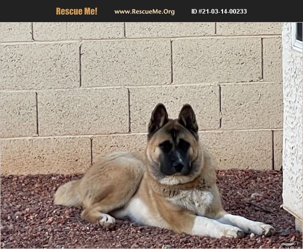 ADOPT 21031400233 ~ Akita Rescue ~ Chandler, AZ