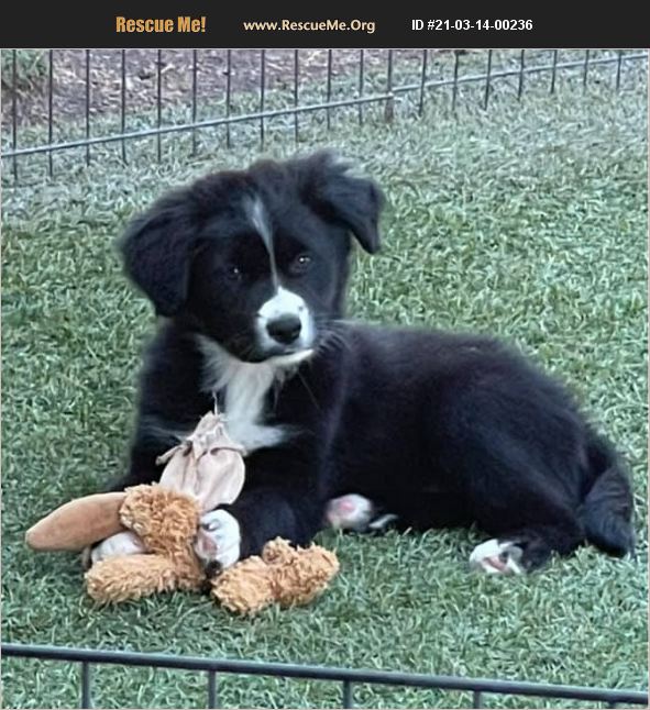 ADOPT 21031400236 Border Collie Rescue Cave Creek, AZ