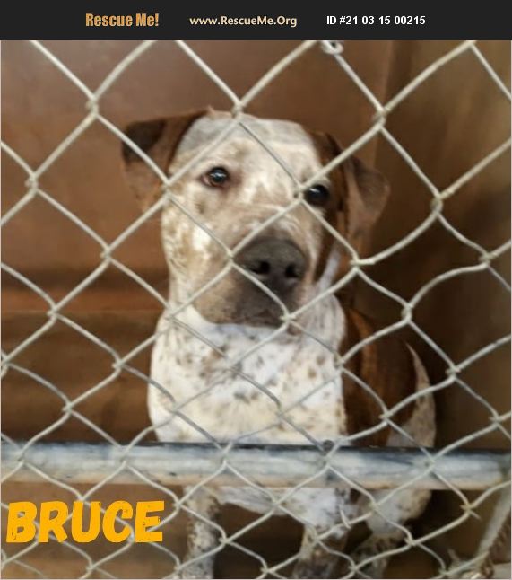 ADOPT 21031500215 German Shorthaired Pointer Rescue Abilene TX