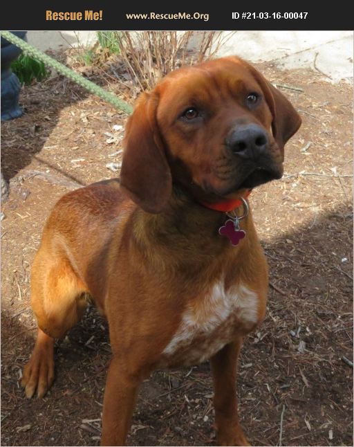 ADOPT 21031600047 Redbone Coonhound Rescue Lexington, VA