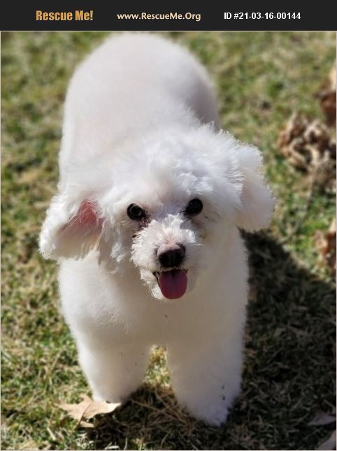 Adopt 21031600144 ~ Poodle Rescue ~ Lebanon, Pa