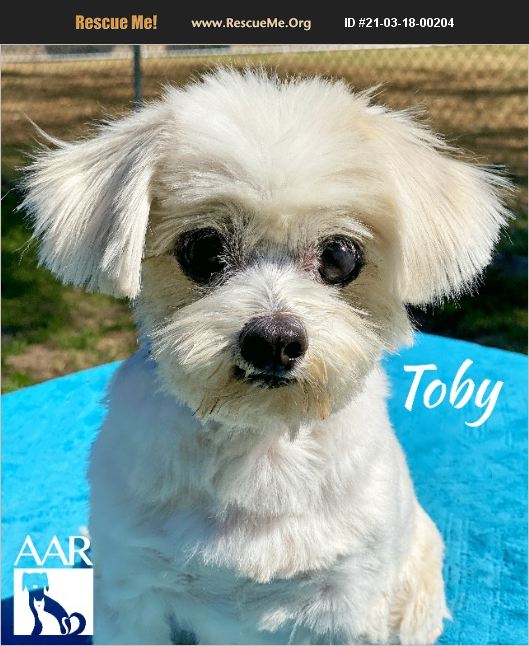 ADOPT 21031800204 Lhasa Apso Rescue Magnolia, TX