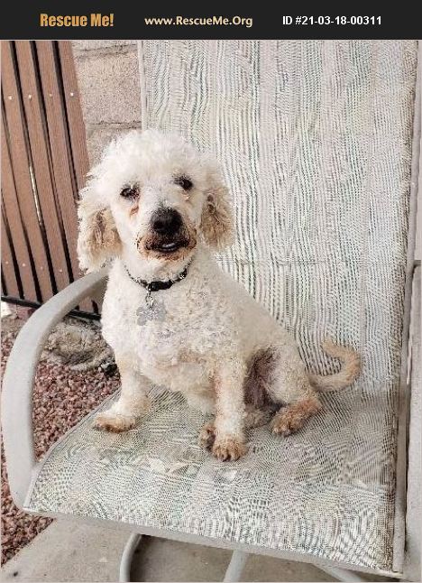 ADOPT 21031800311 ~ Poodle Rescue ~ Phoenix, AZ