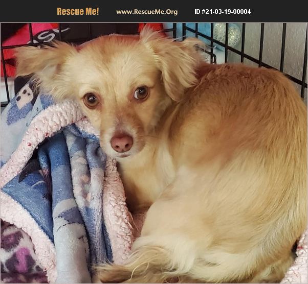 ADOPT 21031900004 Papillon Rescue Gilbert, AZ