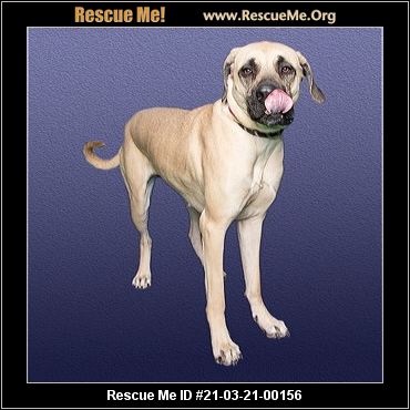 Colorado Mastiff Rescue Adoptions Rescue Me