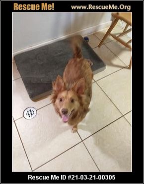 Australian Shepherd Rescue Nc