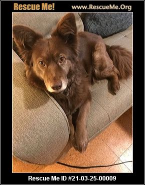 mini australian shepherd rescue near me