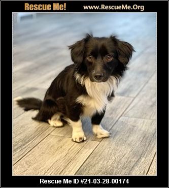 ARIZONA DACHSHUND RESCUE visual data 7