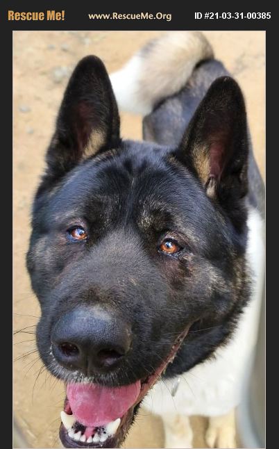 adopt-21033100385-akita-rescue-romoland-ca