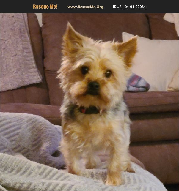 ADOPT 21040100064 Yorkie Rescue Cookeville, TN