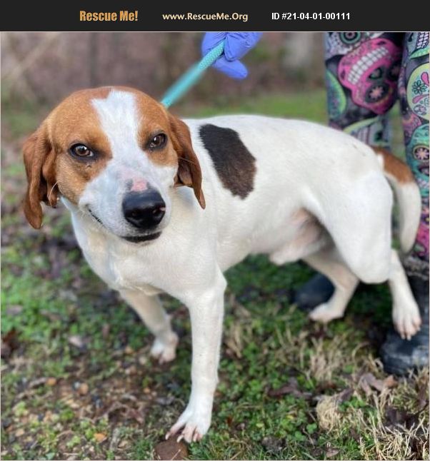 ADOPT 21040100111 Beagle Rescue Lyndhurst, VA