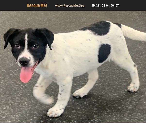 ADOPT 21040100167 Rottweiler Rescue Battle Creek, MI