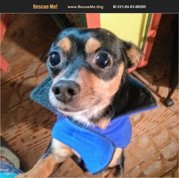 ADOPT 21040300205 Chihuahua Rescue Sheboygan, WI