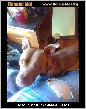 pit bull rescue rescue me