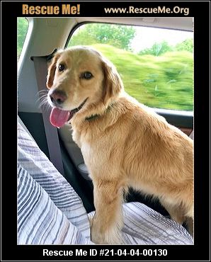 North Carolina Golden Retriever Rescue Adoptions Rescue Me