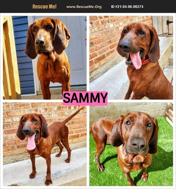 ADOPT 21040600274 Redbone Coonhound Rescue Chicago, IL