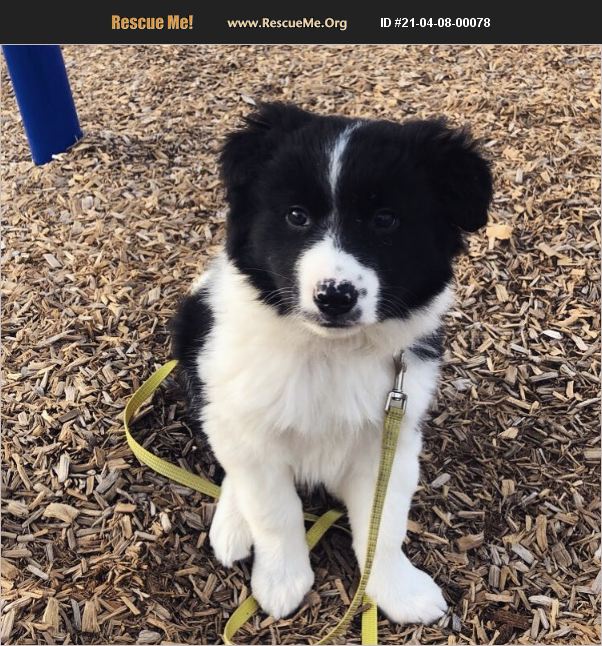 ADOPT 21040800078 Border Collie Rescue Grand Forks, ND