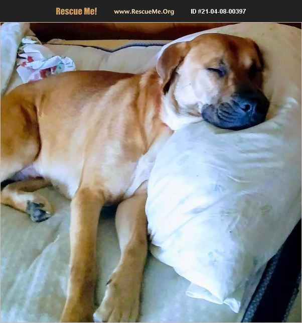 ADOPT 21040800397 Mastiff Rescue Parma, OH