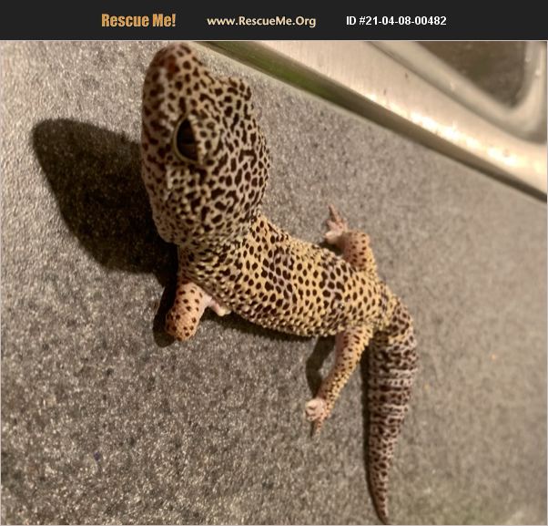 ADOPT 21040800482 Reptile/Amphibian Rescue Atlanta, GA