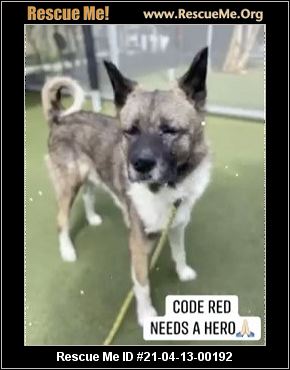 - California Akita Rescue - ADOPTIONS - Rescue Me!