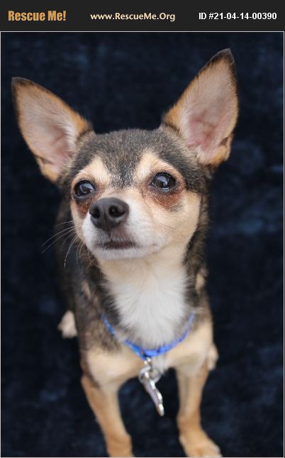 Adopt 21041400390 ~ Chihuahua Rescue ~ Phoenix Az