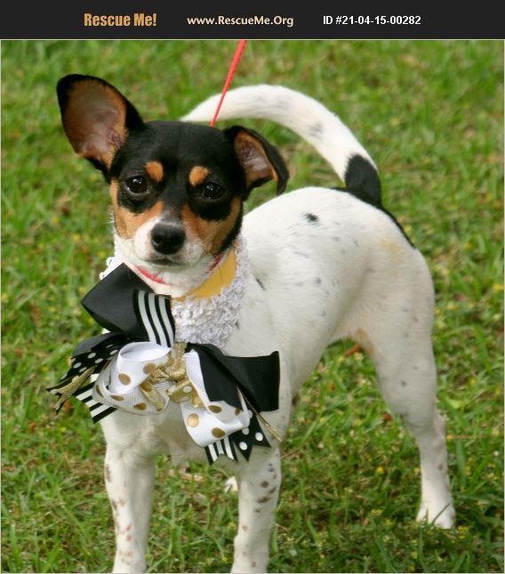 ADOPT 21041500282 Rat Terrier Rescue Jesup, GA