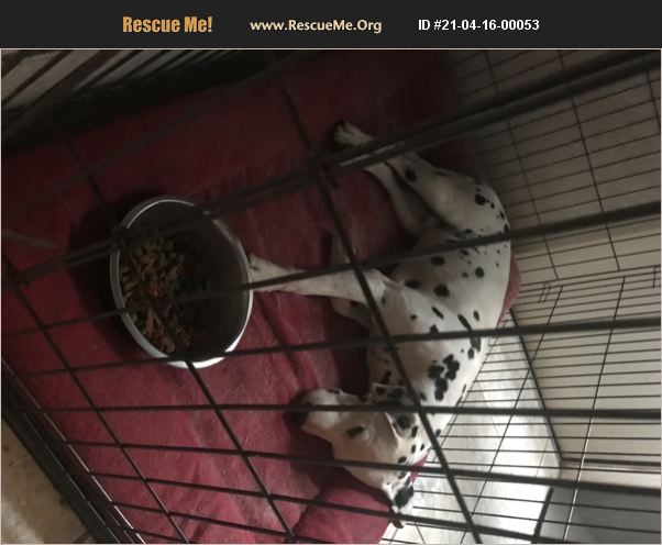 Adopt 21041600053 ~ Dalmatian Rescue ~ Pipe Creek Tx