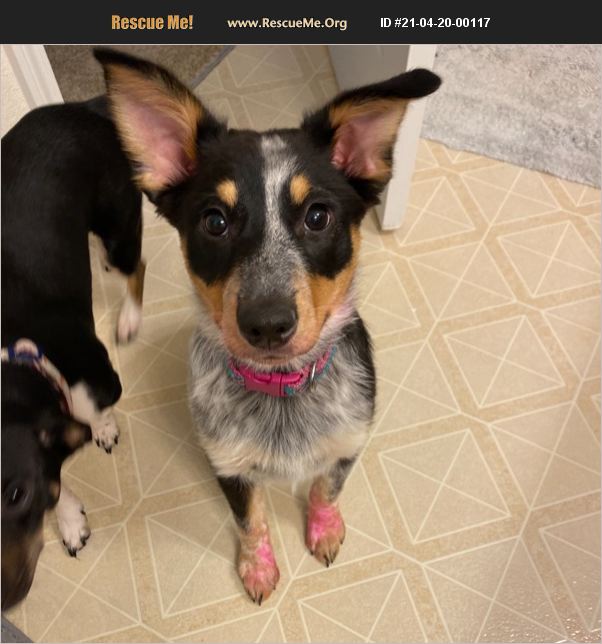 ADOPT 21042000117 Australian Cattle Dog Rescue Jacksonville, FL