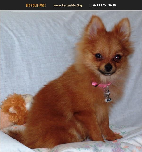 rescue runts pomeranian