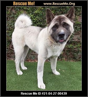 - California Akita Rescue - ADOPTIONS - Rescue Me!