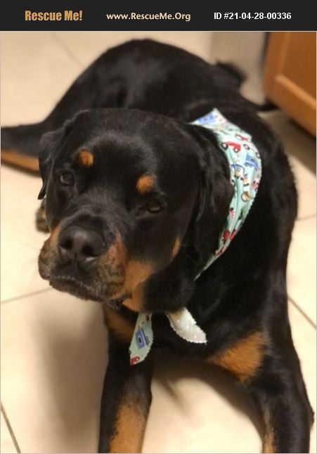 rescue tales rottweiler