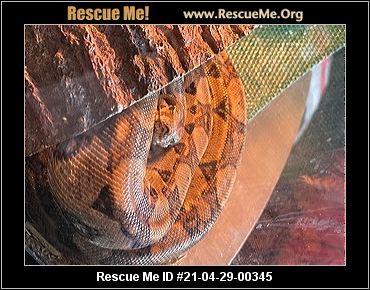 - Rhode Island Reptile/Amphibian Rescue - ADOPTIONS - Rescue Me!