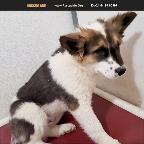 ADOPT 21042900397 Akita Rescue Thompson Falls, MT