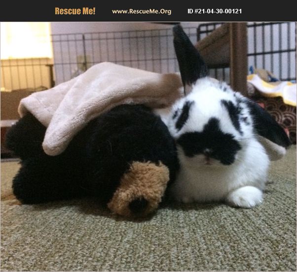 ADOPT 21043000121 Rabbit Rescue West Melbourne, FL