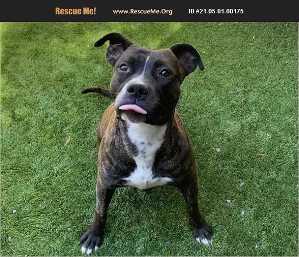 ADOPT 21050100175 Staffordshire Bull Terrier Rescue Moreno Valley, CA ADOPT 21050100175 Staffordshire Bull Terrier Rescue Moreno Valley, CA
