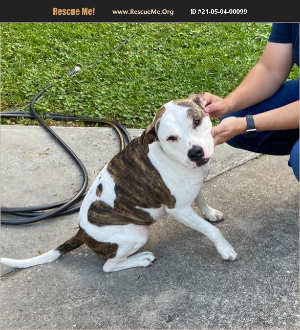 ADOPT 21050400099 American Staffordshire Terrier Rescue